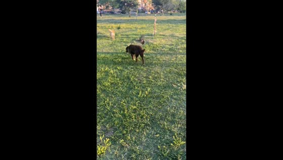  Bird repeatedly attacks brown dog in Santa Fe, Argentina