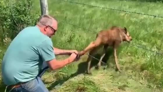Saving a baby moose! Mama moose was in the trees with the other twin!