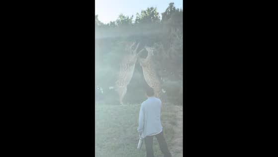 Two fallow deer clash and briefly spar on hillside in Liaoning, China