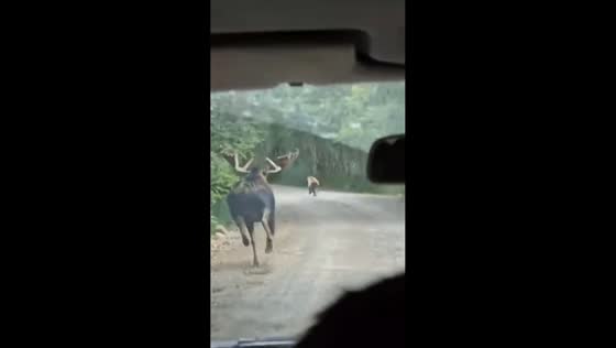 Moose chases bear along road in Kamchatka, Russia
