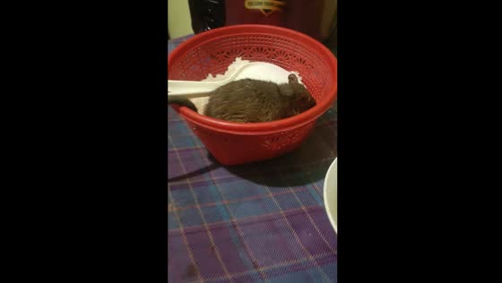Rat spotted in rice bowl in Denpasar, Bali, Indonesia