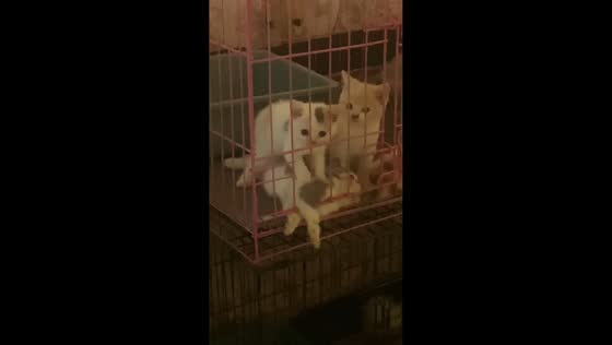 Kitten adorably gives cage mate a playful massage in Tulungagung, Indonesia