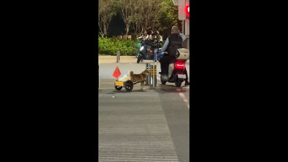 Dog transports ducks across the road in Guangdong, China