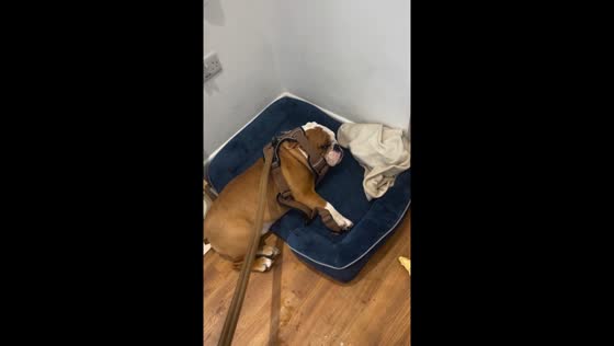 Dog pretends to be asleep to avoid walk in Surrey, United Kingdom