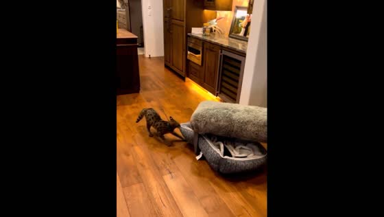 Playful Savannah cat Dexter gets bed caught on chair in Terrebonne, Oregon, USA
