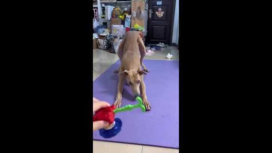 Playful Greyhound eagerly waits for battle top toy in Anhui, China