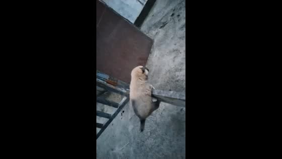 Puppy attempts escape, flips on landing in Guizhou, China
