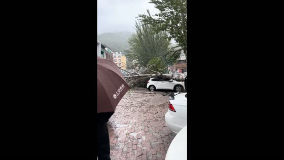 Fallen tree damages several parked vehicles amid strong winds in Liaoning, China