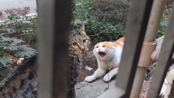 Cats' confrontation ends due to human interference