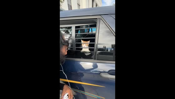 Adorable kitten found inside a patrol vehicle in Oakland, California, USA
