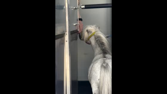 Horses bonding in Wrocław trailer