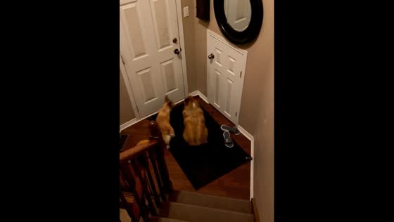 Cute Corgis are standing in front of the door, waiting for their owner.