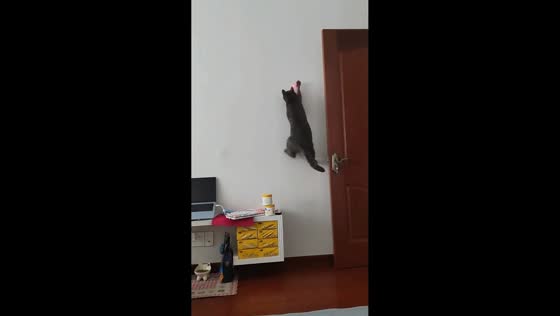 Curious cats chase red light in playful wall-climbing moment in Zhejiang, China