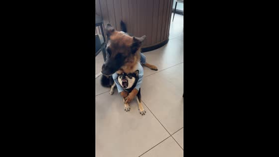 German Shepherd holds back an angry Shiba Inu in Shanghai, China