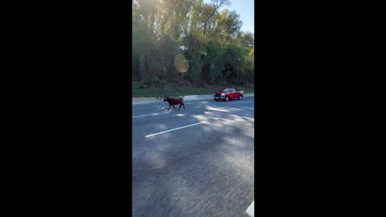 Cow causes traffic disruption after wandering onto Interstate 695 in Baltimore, USA
