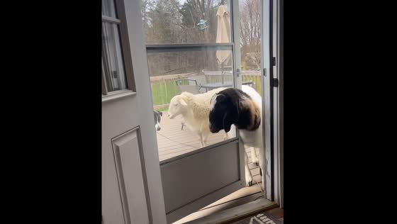 Goat gets stuck on door while trying to enter house in Rochester