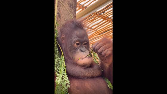 Monkey's playful interaction with butterfly in Bali zoo