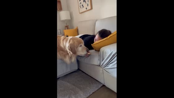 Dog's bread heist: testing canine curiosity