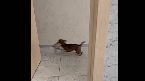 Chihuahua Yunic and Bobosya: toy jealousy and playtime in Moscow
