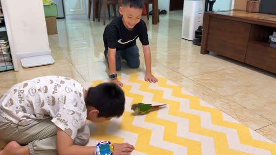 Parrot mimics boys bowing in Sichuan, China