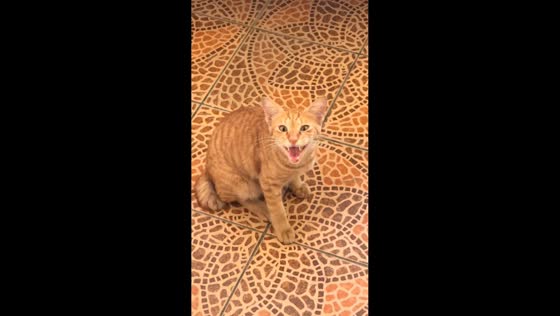 Cat’s unusual meow leaves owner in laughter in Tawau, Malaysia
