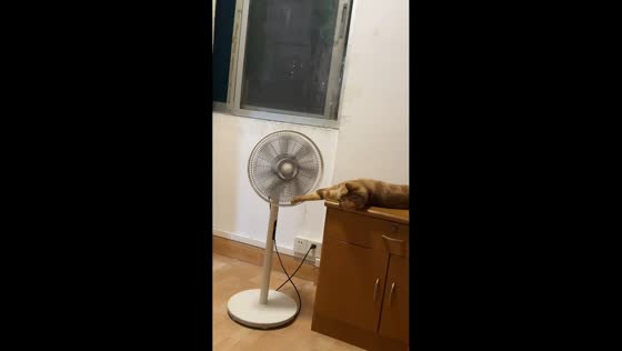Cat taps electric fan blades while resting on cabinet in Guangdong, China