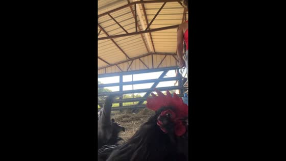 Barn security, rooster on duty in Wilmer, Texas, USA