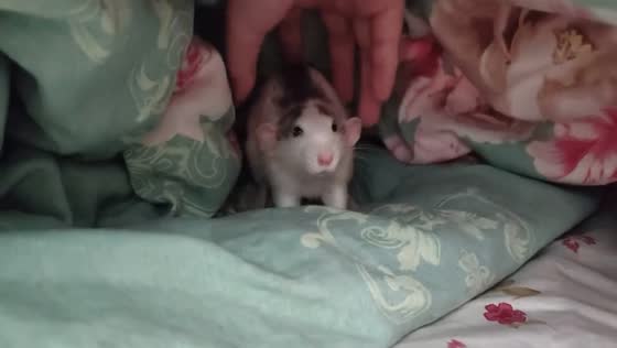 Fancy rat makes adorable sounds under blanket in Heilongjiang, China