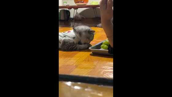 Cat inspects and licks grape in Jilin, China