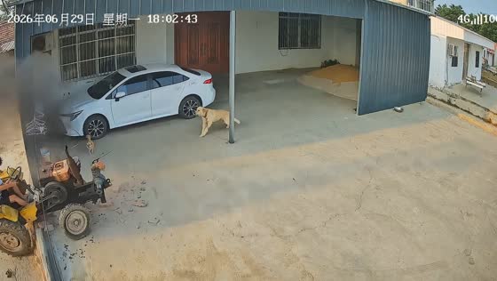 Tractor swerves and crashes at edge of driveway in Anhui, China