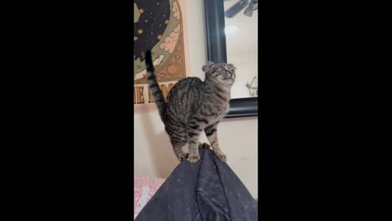 Cat finds missing hair tie stuck on its ear in Malibu, California, USA