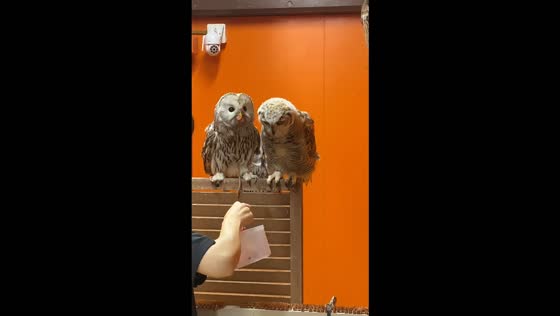 Owl snatches food from another owl’s beak during feeding in Beijing, China