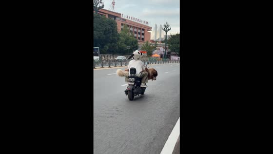 Cat and a dog adorably ride together with their owner on an e-bike in Sichuan, China