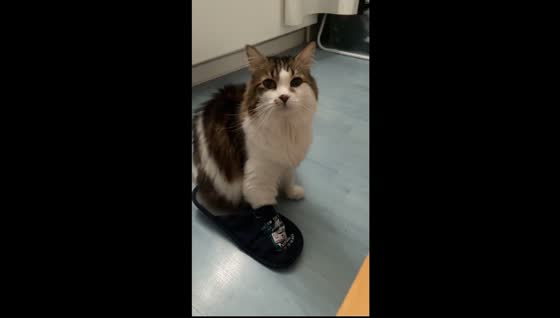 Norwegian Forest cat stands and walks off in slipper in Chabeuil, France