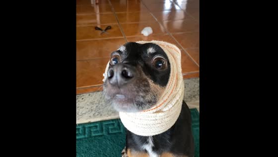 Person talks to dog with bandaged ears in Brazil