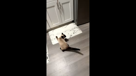 Cats’ hilarious snack time reactions in Milton, Canada