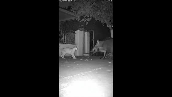 Husky heroically chases wild boar away from home in China