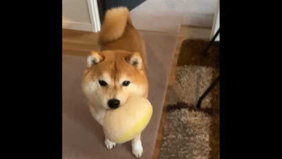 Shiba Inu Dog's endearing habit of bringing toys for fetch while his owner vacuums