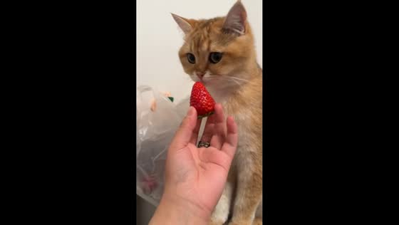 Cat repeatedly rejects strawberry in Shanghai, China