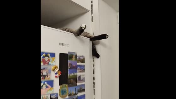 Cat sleeps on fridge in Belarus