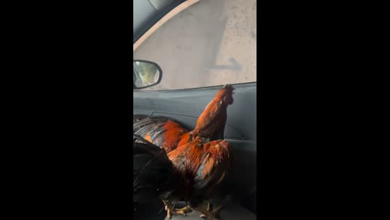 Man rescues rooster on the side of the road in Mairiporã, São Paulo, Brazil