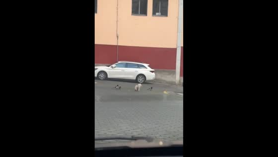 Cat defends meat from three birds in a funny scene in Ourense, Spain