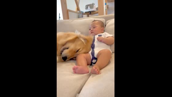 Dog plays with baby in Chiba, Japan