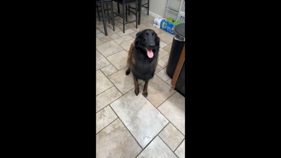 Dog dances on command: what's the move?