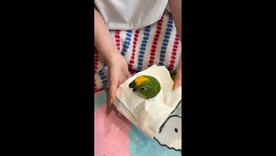 Owner feeds parrot using spoon while wearing tissue bib in Jiangsu, China