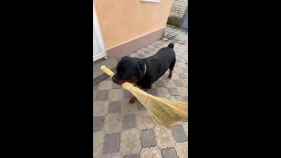 Dog runs around with broom in Russian home compound