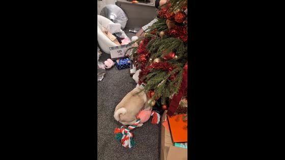 Dog gets overly excited with Christmas gift in Darlington, England, UK