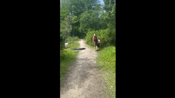 Naples, Florida family hikes past 7-foot alligator: a close encounter