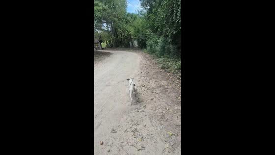 Dog runs toward a group of dogs and gets chased in Cartagena, Colombia