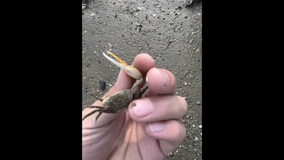 Crab with unusually large claw found in Guangdong, China